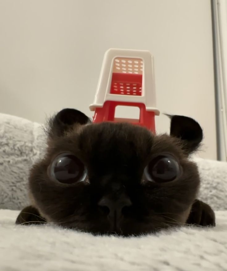 Fluffy Bot